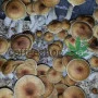 Psilocybe Cubensis spore Thapalpa
